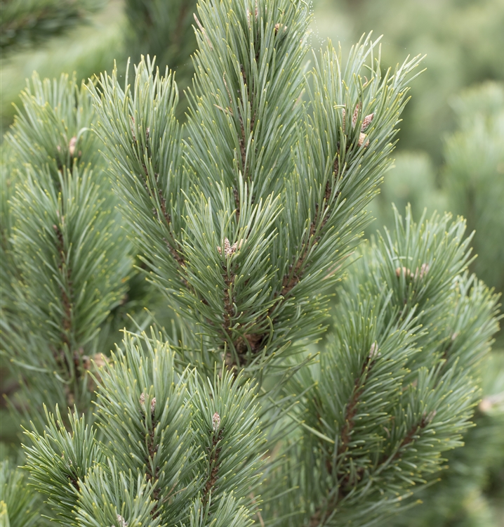 Pinus cembra 'Glauca', Arve, Zirbelkiefer - Gartenpflanzen Daepp