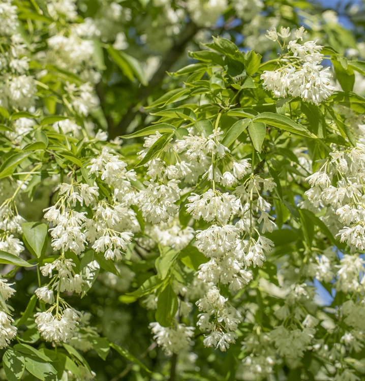 Gemeine Pimpernuss Pflanze 5-10cm - Staphylea Pinnata Klappernuss Baum