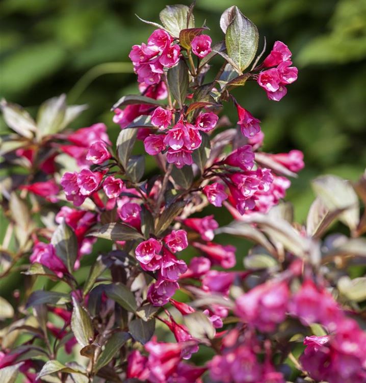 Weigela florida 'Alexandra', Weigelie Gartenpflanzen Daepp