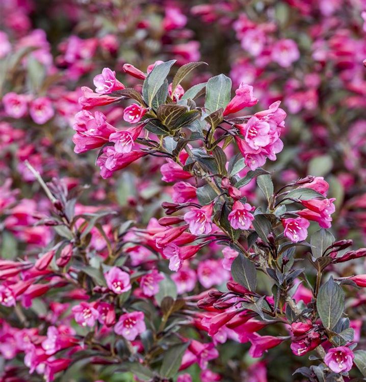 Weigela florida 'Alexandra', Weigelie Gartenpflanzen Daepp