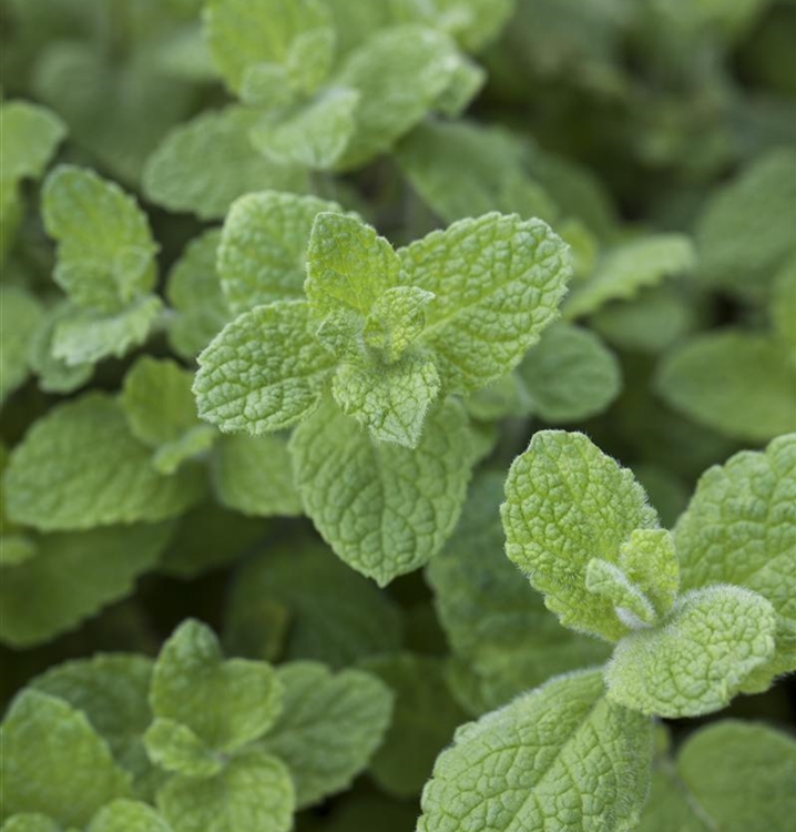 Mentha suaveolens 'Bowles Apfelminze', Rundblättrige Minze