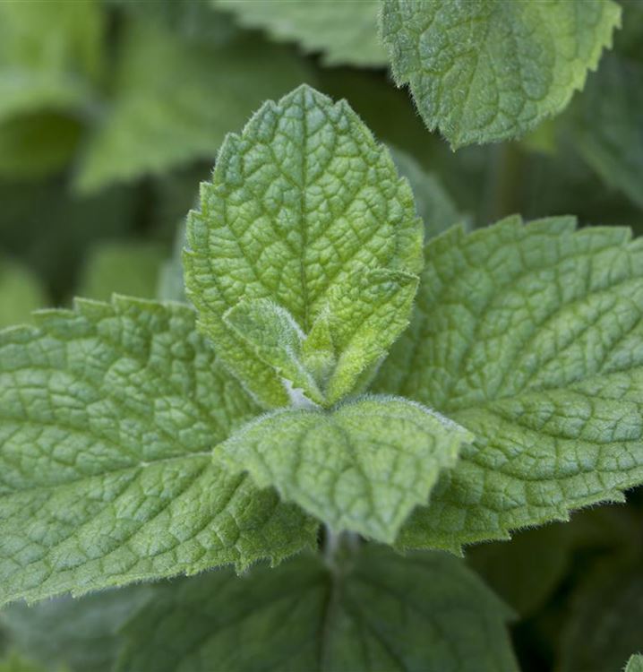 Mentha suaveolens 'Bowles Apfelminze', Rundblättrige Minze