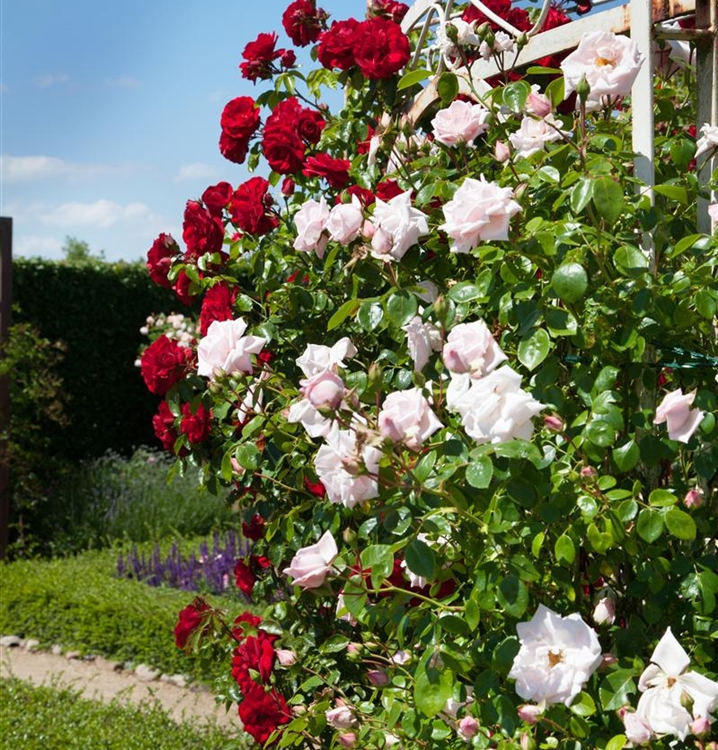 Rosa (Kletterrose) 'Climbing Mme A. Meilland', Kletterrose