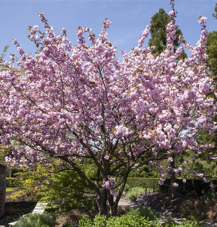 Prunus 'Accolade', Zierkirsche Gartenpflanzen Daepp
