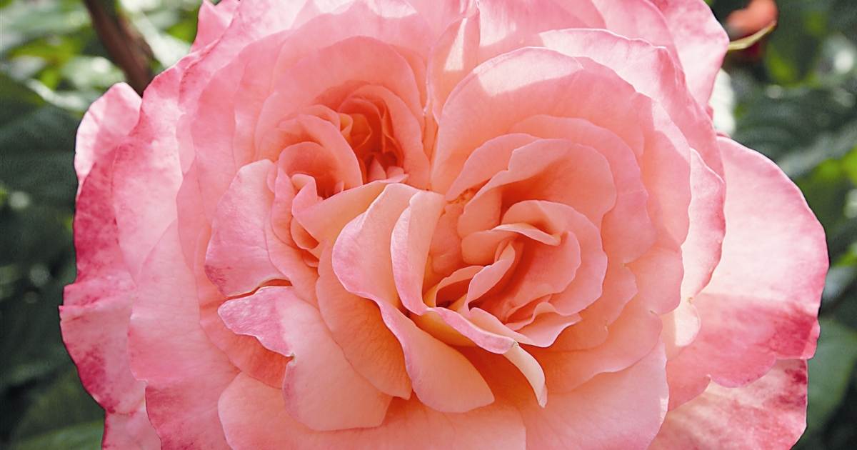 Rosa (Teehybride) 'Augusta Luise', Grossblumige Rose - Gartenpflanzen Daepp