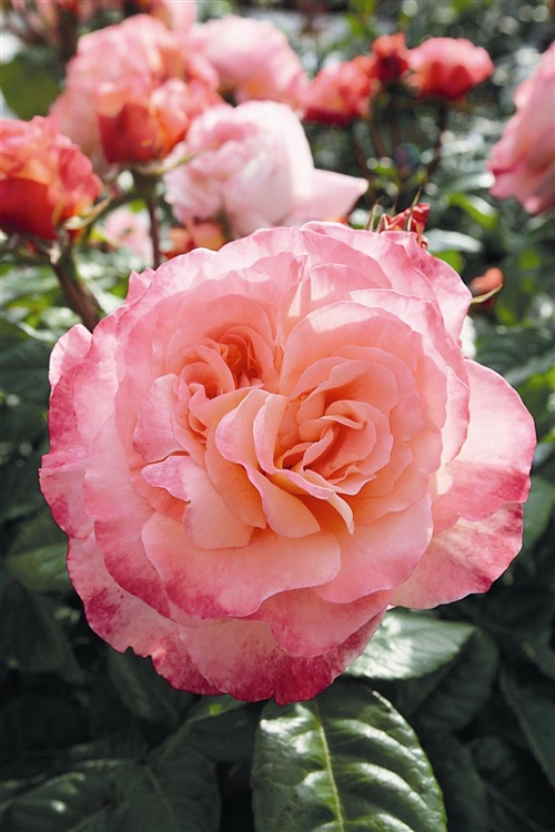Rosa (Teehybride) 'Augusta Luise', Grossblumige Rose - Gartenpflanzen Daepp