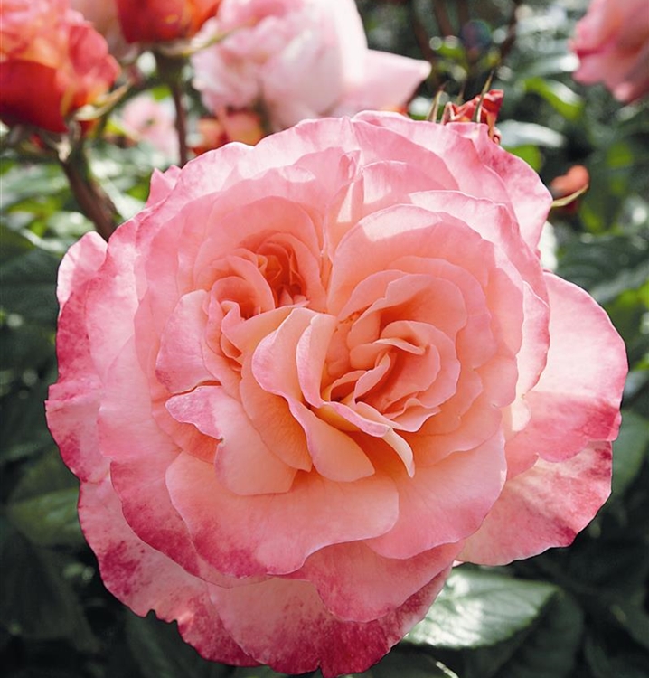 Rosa (Teehybride) \'Augusta Luise\', Grossblumige Rose - Gartenpflanzen Daepp | Kunstblumen