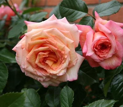 Rosa (Kletter- / Strauchrose) 'Barock' (R)