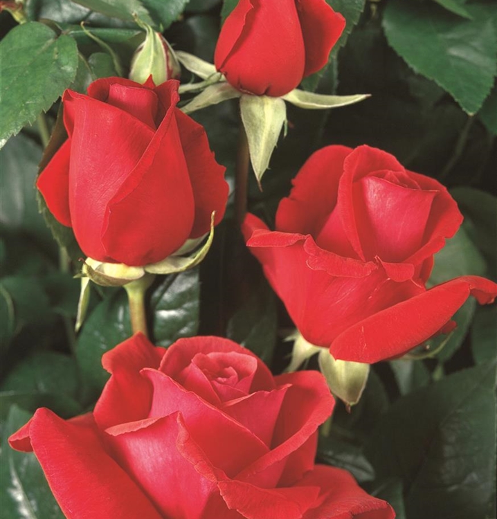 Grossblumige Rose