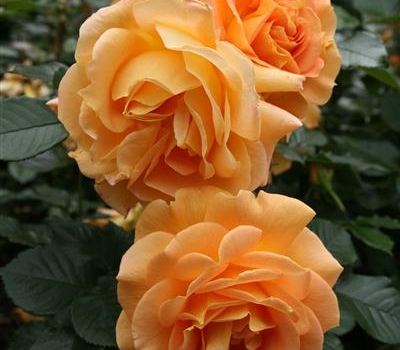 Rosa (Floribundarose) 'Goldelse'