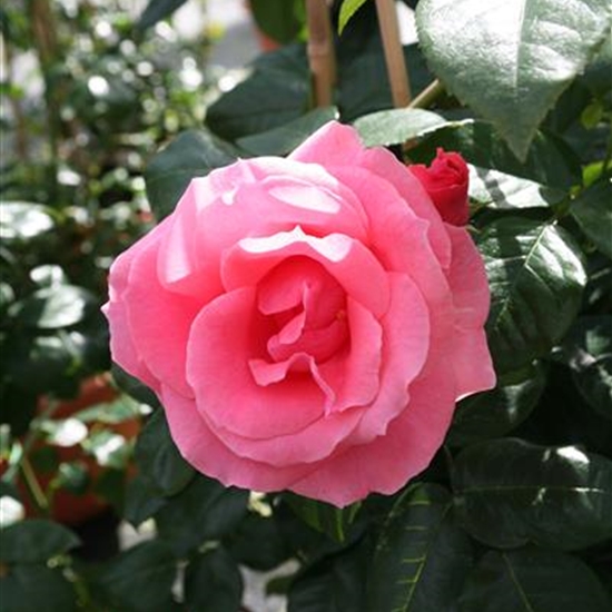 Rosa (Kletterrose) 'Lawinia'