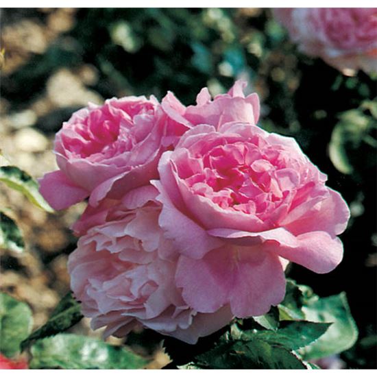 Rosa (Englische Rose) 'Mary Rose'