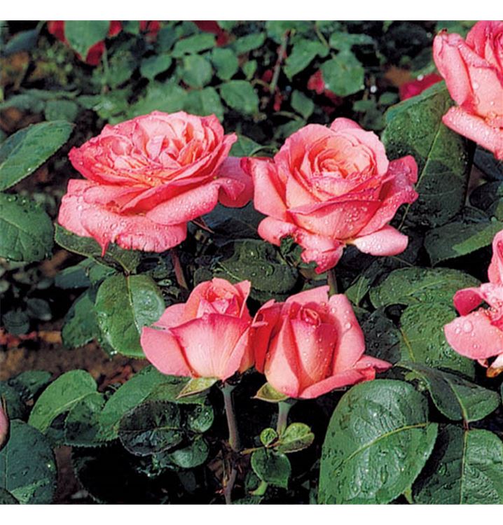 Grossblumige Rose
