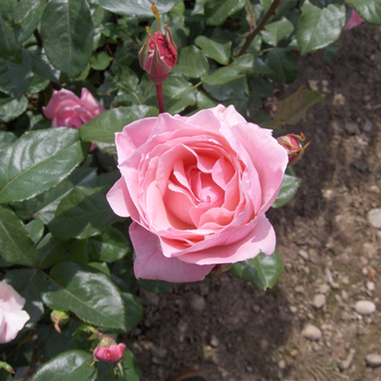 Rosa (Floribundarose) 'Queen Elizabeth'