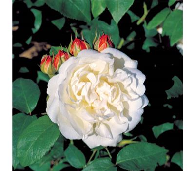 Rosa (Englische Rose) 'Winchester Cathedral'