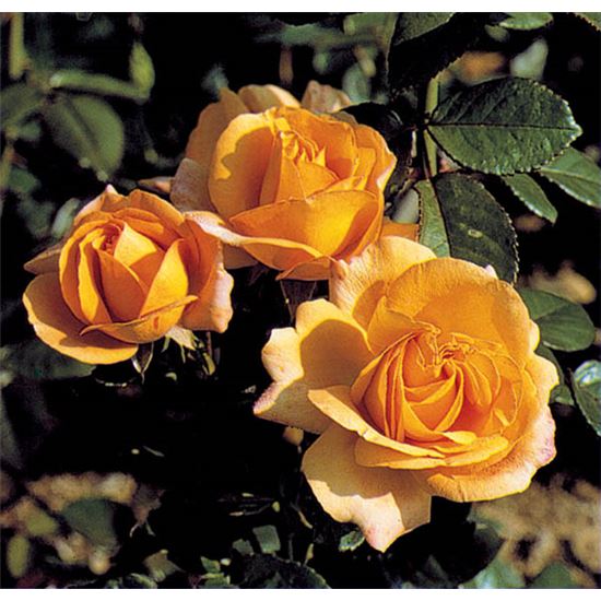 Rosa (Floribundarose) 'Amber Queen'