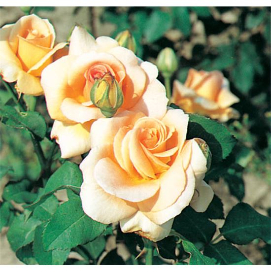 Rosa (Floribundarose) 'Apricot Nectar'