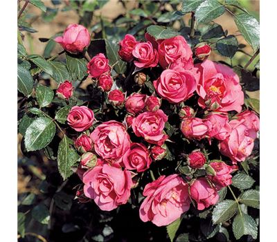 Rosa (Floribundarose) 'Bella Rosa'