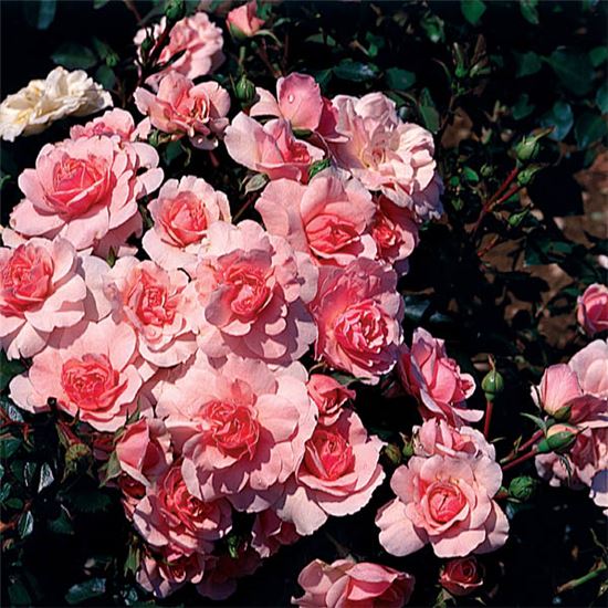 Rosa (Floribundarose) 'Bonica 82'