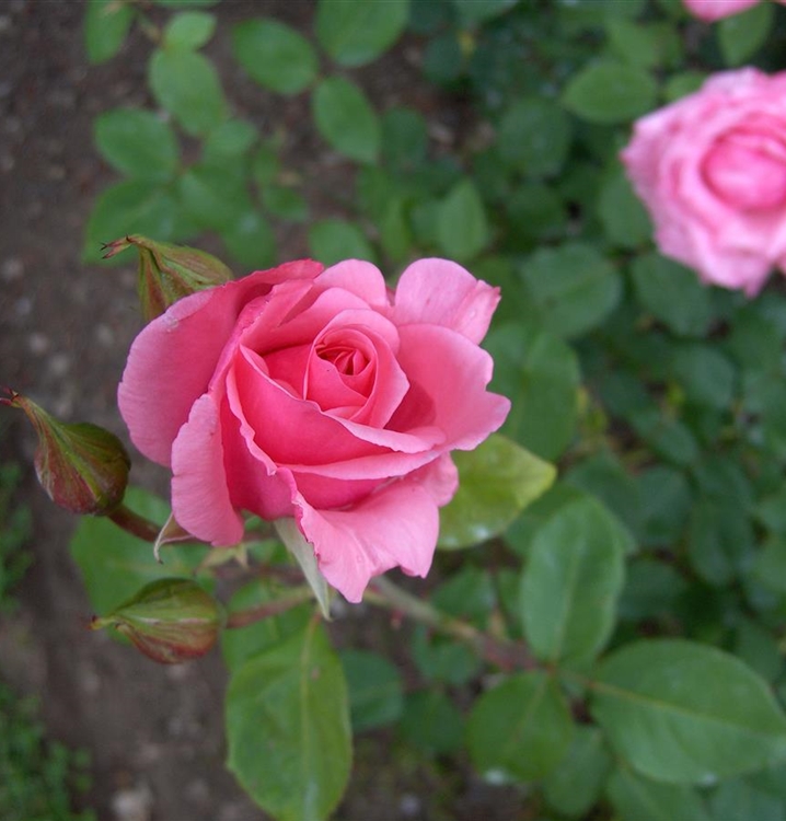 Rosa Carina