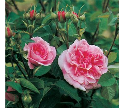 Rosa (Englische Rose) 'Gertrude Jekyll'