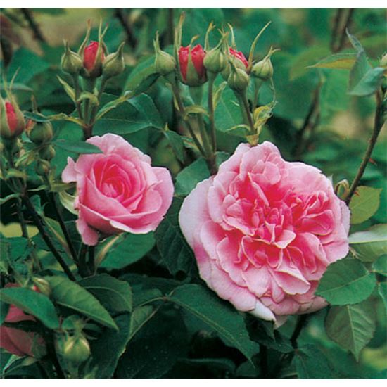 Rosa (Englische Rose) 'Gertrude Jekyll'