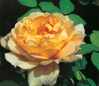 Rosa (Englische Rose) 'Golden Celebration'