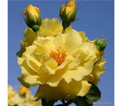 Rosa (Strauchrose) 'Lichtkönigin Lucia'