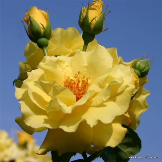 Rosa (Strauchrose) 'Lichtkönigin Lucia'