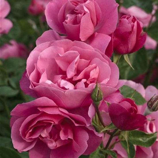 Rosa (Floribundarose) 'Deborah'