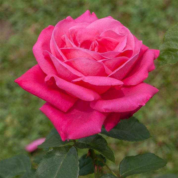 Rosa (Teehybride) 'Maria Callas', Grossblumige Rose - Gartenpflanzen Daepp
