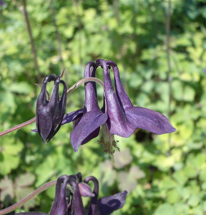 Schwarzviolette Akelei