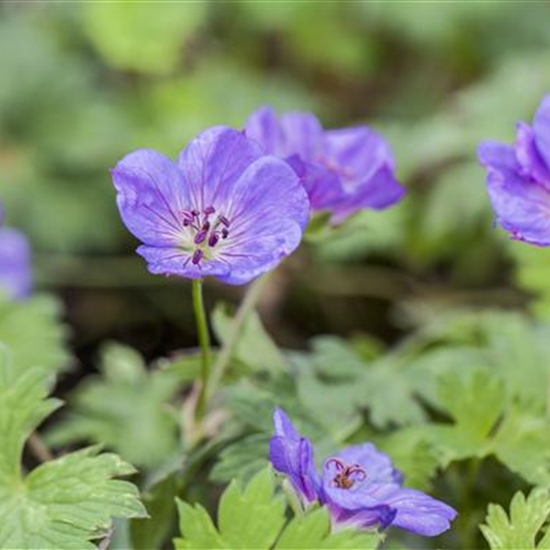 Geranium 'Bloom Me Away ', Storchschnabel 'Rozanne'® Gartenpflanzen Daepp