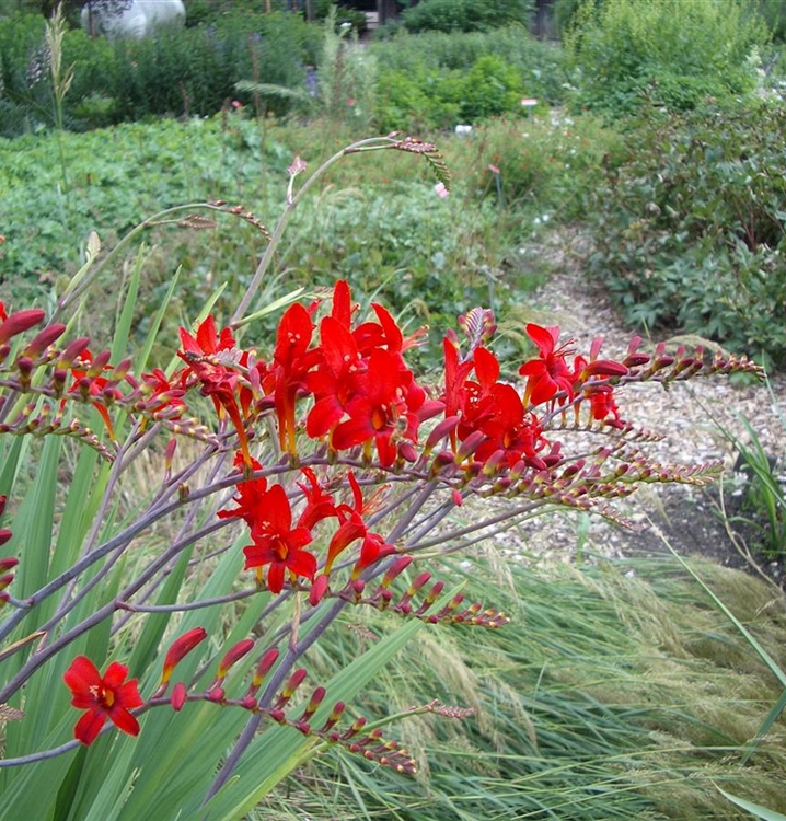 Crocosmia 'Lucifer', Montbretie Gartenpflanzen Daepp