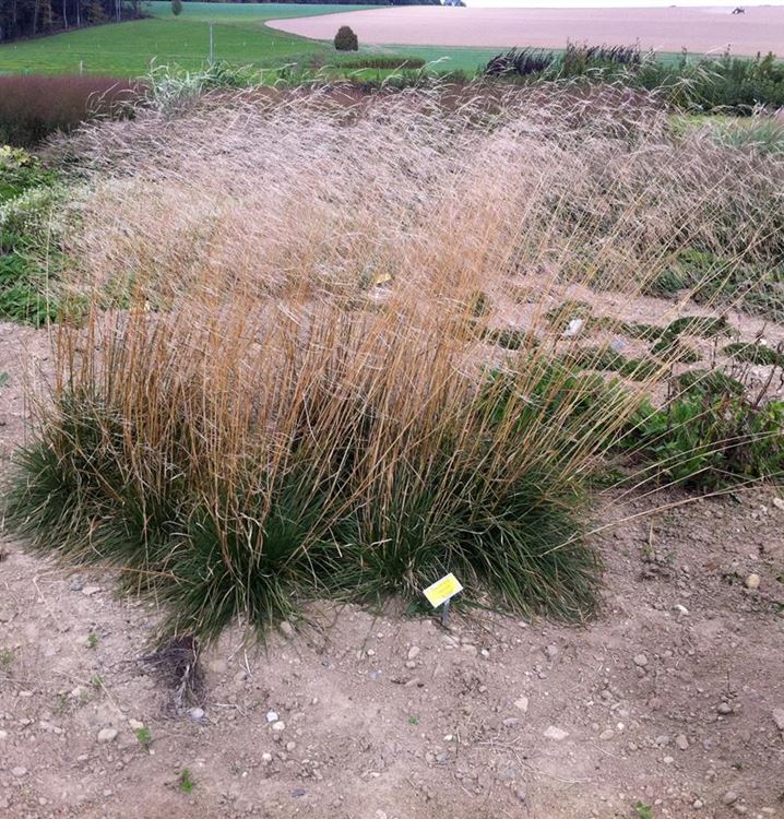 Deschampsia Tauträger : Rasen Schmiele Goldschleier Schonste Stauden Expertenwissen / 'tardiflora' deschampsia vivipara 'fairy's joke' festuca amethystina festuca 'bronzeglanz' festuca 'klose' holcus species hystrix patula koeleria glauca poa chaixii sesleria.