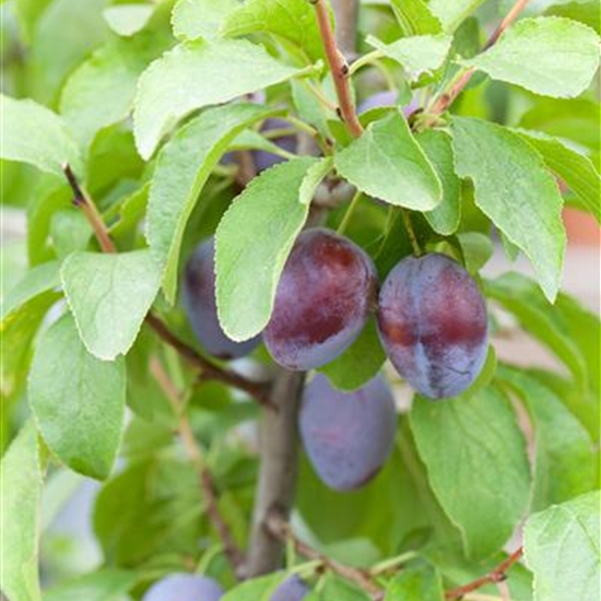 Prunus domestica 'Hanita'