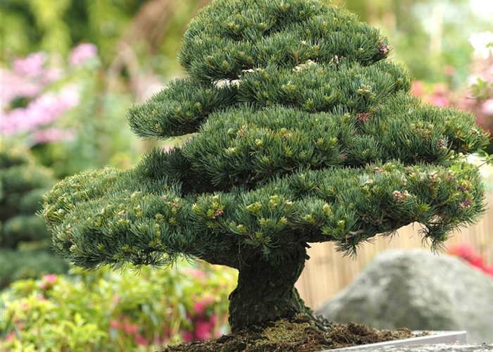 Unser Sortiment Gartenpflanzen Daepp