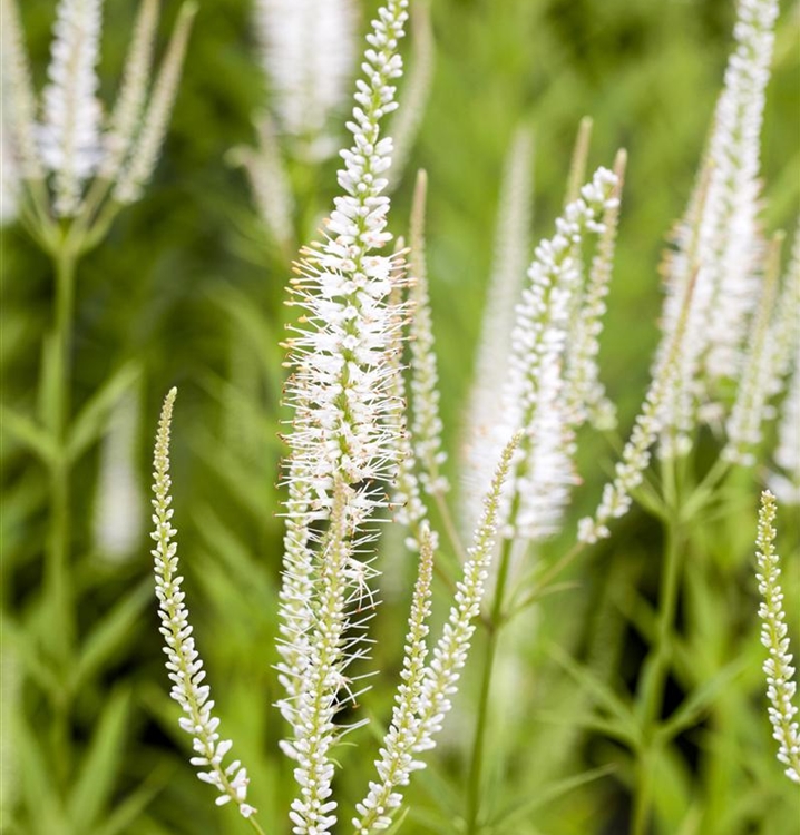 Veronicastrum virginicum 'Album', Virginischer Ehrenpreis