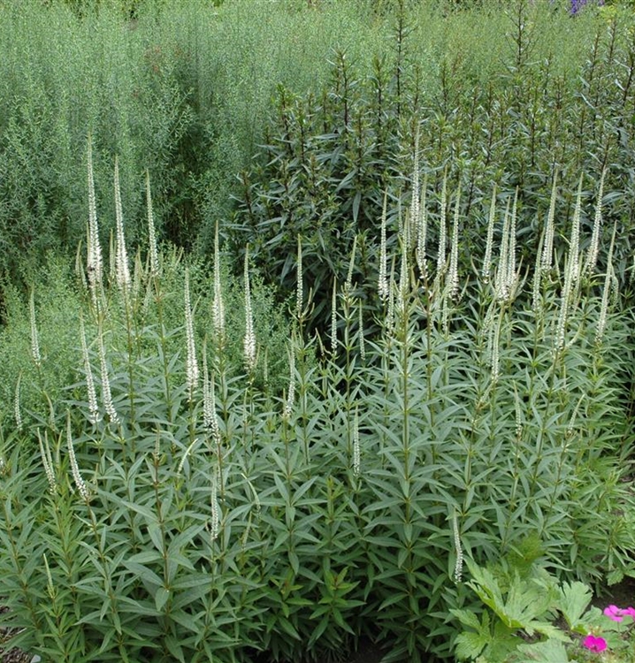 Veronicastrum virginicum 'Album', Virginischer Ehrenpreis