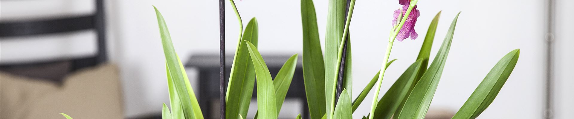 Indoorgarden, der Kleinstgarten mitten in der Stadtwohnung