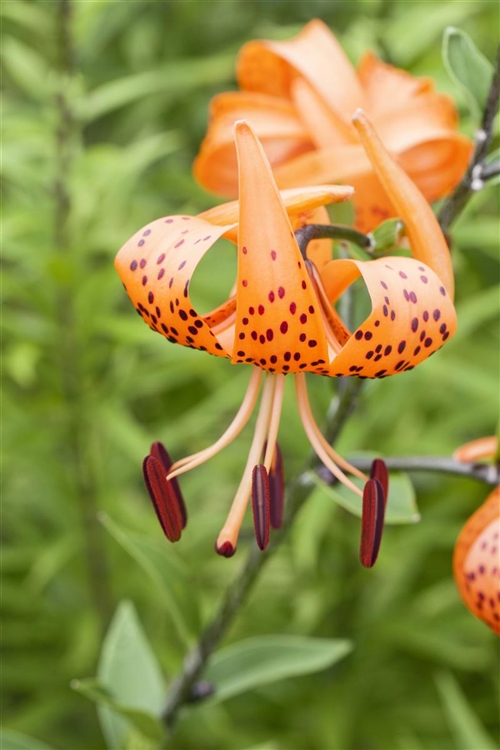 Lilium martagon, Türkenbundlilie Gartenpflanzen Daepp