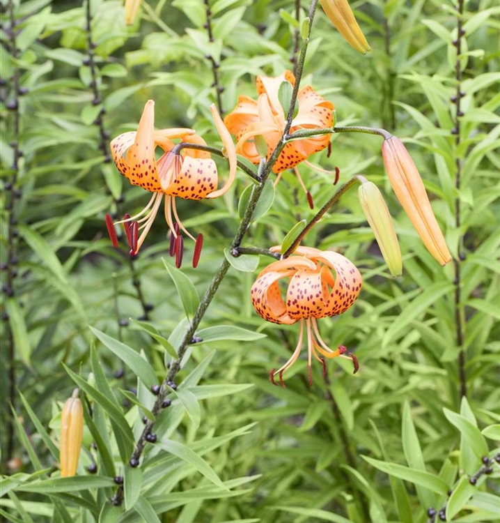Lilium martagon, Türkenbundlilie Gartenpflanzen Daepp