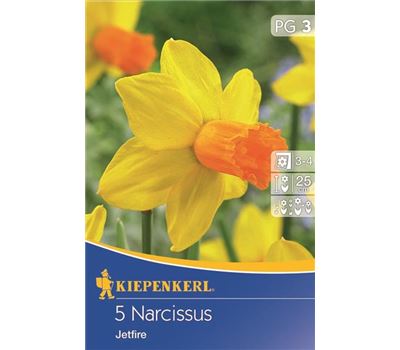 Narcissus 'Jetfire'