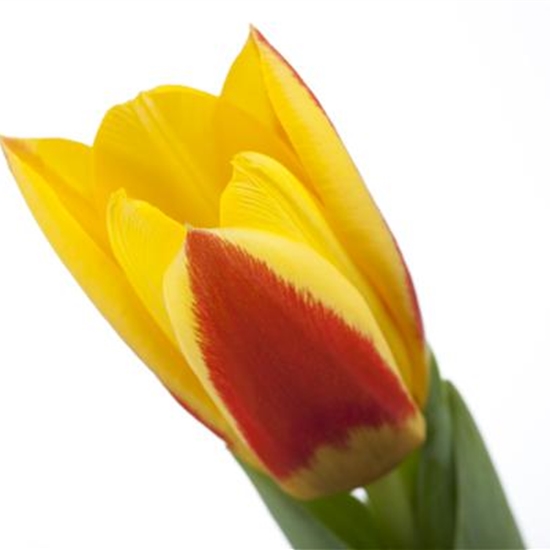 Tulipa kaufmanniana 'Stresa'