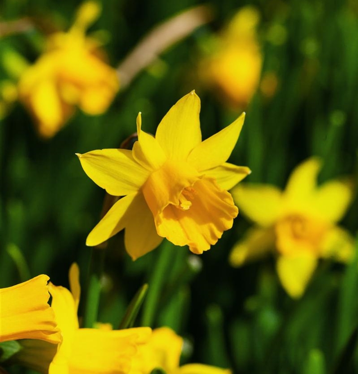 Narcissus 'Tête à Tête', Narzisse, Osterglocke Gartenpflanzen Daepp