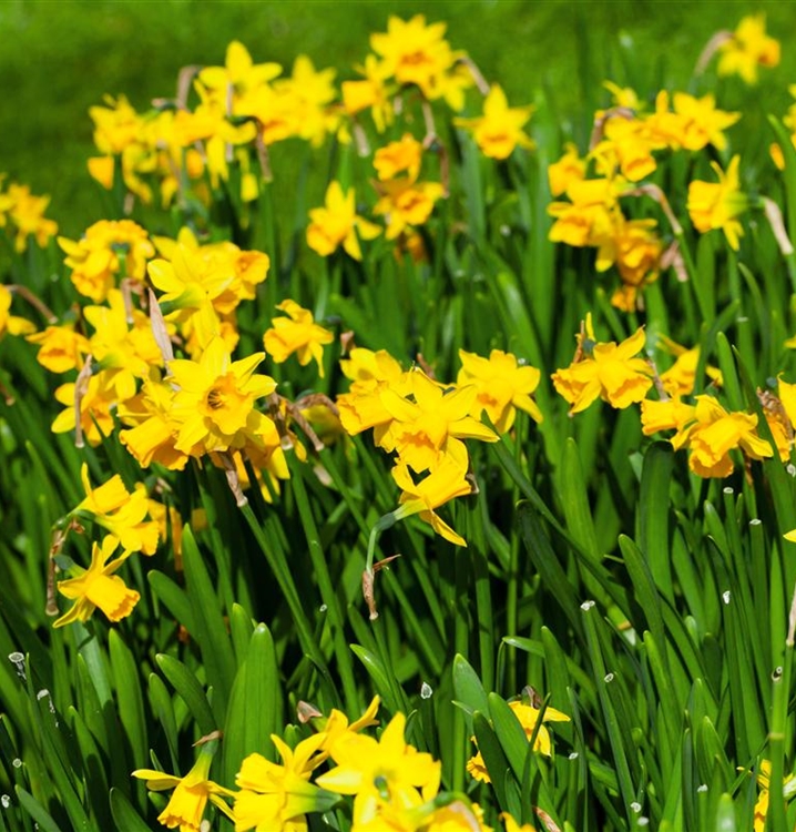 Narcissus 'Tête à Tête', Narzisse, Osterglocke Gartenpflanzen Daepp