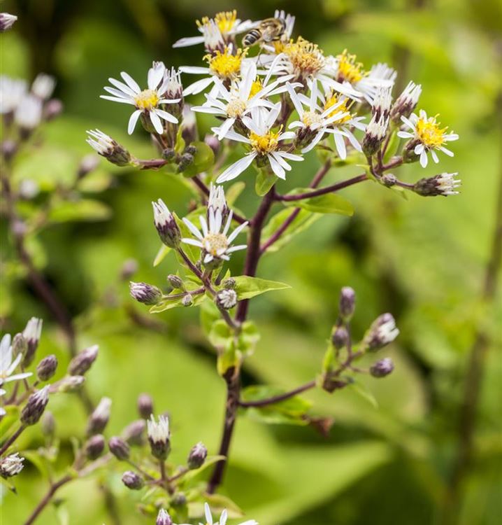 Staude Weiße Wald Aster Aster divaricatus 