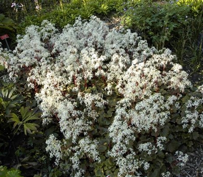 Saxifraga cortusifolia 'Rubrifolia'