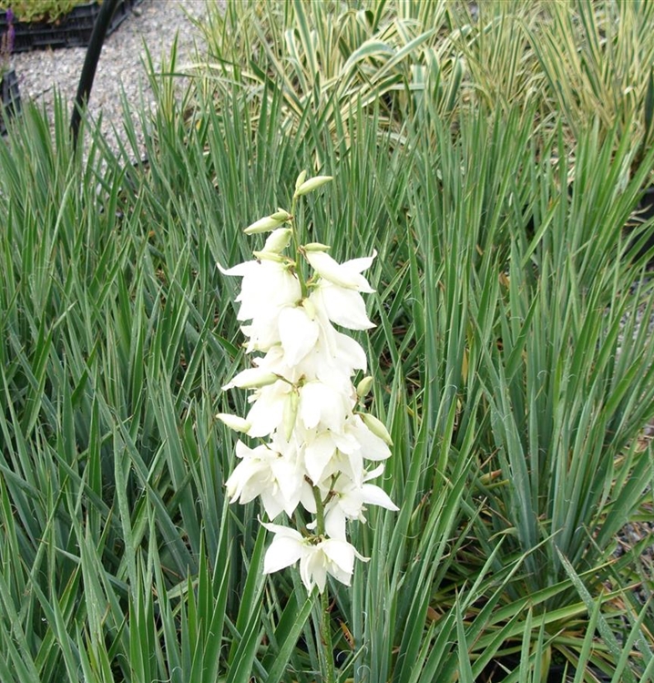 Yucca filamentosa schmalblättrig, Palmlilie Gartenpflanzen Daepp