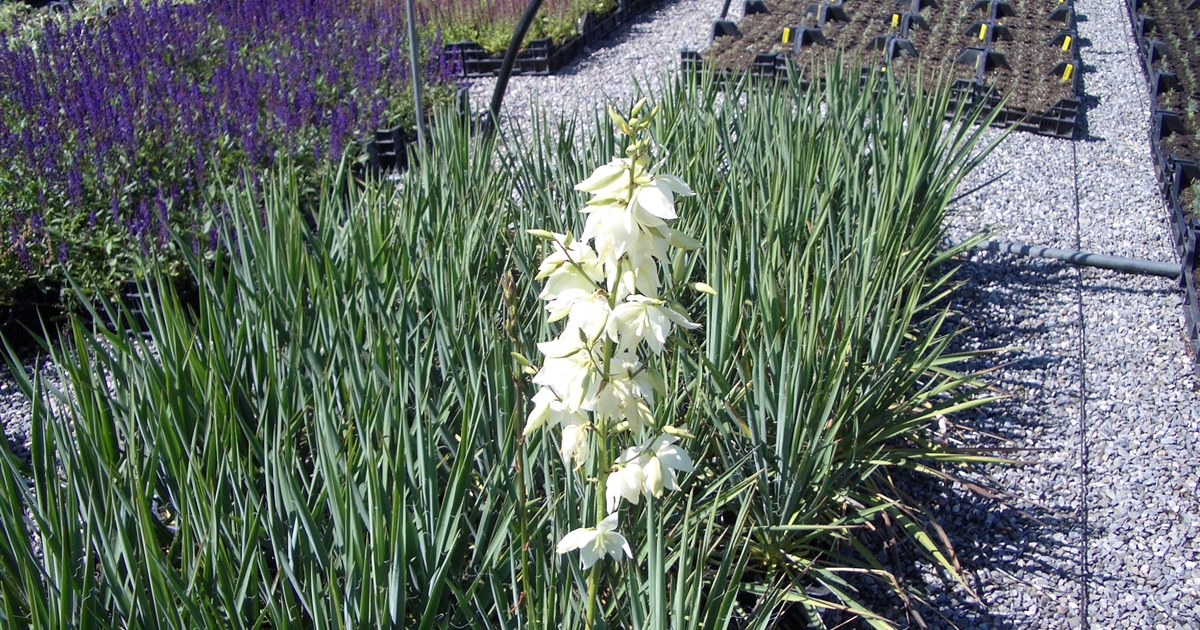 Yucca filamentosa schmalblättrig, Palmlilie Gartenpflanzen Daepp